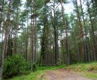 Nīcenieki bažījas par “Latvijas Valsts mežu” plāniem izcirst kokus Bernātu dabas parkā