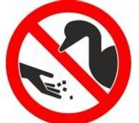 Domājot par putnu drošību, pie Liepājas ūdenstilpēm izvietos informatīvas zīmes