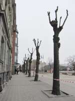 Koku kopšanas darbi aptver visu pilsētu