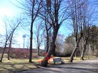 Organizē publisko apspriešanu par koku nociršanu Jūrmalas parkā