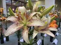 FOTO: Biedrības namā smaržo lilijas