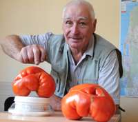 Izaug pusotru kilogramu smags tomāts