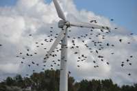 Dienvidkurzemes iedzīvotājiem noraidoša attieksme pret vēja elektrostaciju parku “Alokste”, “Minde” un “Peivika” būvniecību