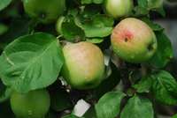 Diakonijas centrs aicina uz ābolsvētkiem