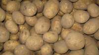 Trūcīgajiem izdala kartupeļus