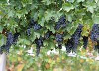 Selekcionārs no Cīravas pagasta reģistrē piecas jaunas vīnogu šķirnes