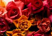 Aicina uz izstādi “Mana roze Liepājai”