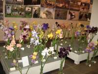 Biedrības namā varēs aplūkot Latvijas klimatam  piemērotākos īrisu šķirņu ziedus