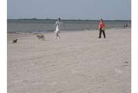Vīrieti pludmalē sakož suns