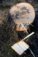 Pret koku ciršanu 14.novembra bulvārī iebilst tikai daži iedzīvotāji