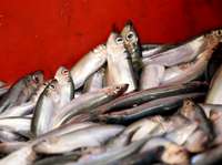 “Nacionālā zvejniecības ražotāju organizācija” cels sālīšanas cehu