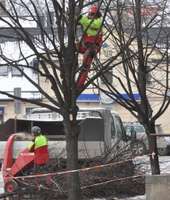 Nākamnedēļ Brīvības ielā sāksies koku vainagu veidošana