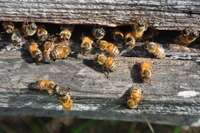 Biškopji uzzinās jaunumus