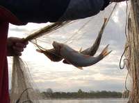 No Durbes ezera izceļ maluzvejnieku izliktus tīklus