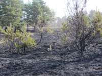 Nodeg dārza māja; sausums palielina ugunsbīstamību