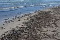 Eksperts: Kurzemes piekrastē izskaloto zivju bojāeja ir dabiska parādība