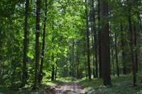 Plāno mežu apsaimniekošanu