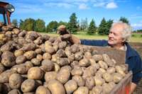 Kartupeļu talku šarms
