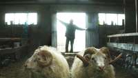 ”Ideju bodē” demonstrēs Islandes godalgotu mākslas filmu ”Auni”
