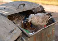 Noraida ”Ragn-Sells” lūgumu apturēt atkritumu apsaimniekošanas iepirkumu Liepājas reģionā