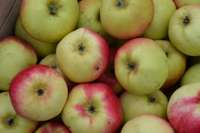 Degustēs ziemas ābolus