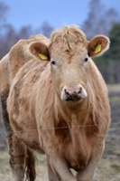 ES līgums ar Kanādu varētu ietekmēt gaļas liellopu audzētājus