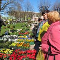 Liepājniekus un pilsētas viesus pulcina dārzkopju svētki ”Pavasaris ziedos”