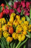 Biedrības namā uzplauks pavasaris tulpju ziedu izstādē