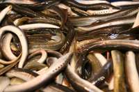 Valsts vides dienests Kurzemē no nelegāliem zvejas rīkiem atbrīvojis 224 nēģus