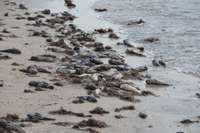 Papildināts – Kurzemes piekrastē izskaloti beigti jūrasgrunduļi