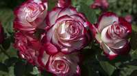 Noskaidrota skaistākā Latvijas simtgades roze