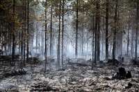 No maija sākuma mūspusē dzēsti trīs meža ugunsgrēki
