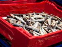 Tiesā iesniegts pieteikums atzīt zivju pārstrādes uzņēmumu “Piejūra” par maksātnespējīgu