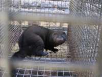 “Dzīvnieku brīvība” aicina nepieļaut dzīvnieku pavairošanu Latvijas ūdeļu fermās līdz pandēmijas beigām