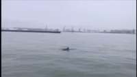 Papildināts – Liepājas ostā iemaldījies delfīns
