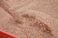 “Durbes grauds”: Kooperācija graudkopības sfērā Latvijā ir attīstītāka nekā Lietuvā un Igaunijā