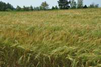 Krievijas graudu cena negatīvi ietekmē Latvijas graudkopības nozari