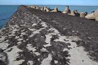 Jūras aļģes biezā slānī sedz Ziemeļu molu