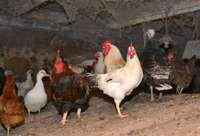 PVD konstatējis salmonellas Polijas izcelsmes putnu gaļā