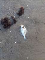 Liepājniekus satrauc pludmalē izskalotas beigtas zivis