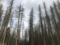 Mizgrauža bojājumu ierobežošanai egļu mežaudzēs 230 pagastos izsludināta ārkārtējā situācija