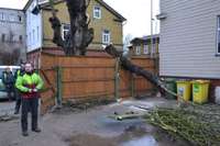 Diža koka žuburs salauž vārtiņus Zāļu ielā