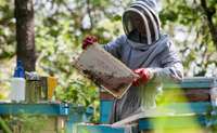 Jaunieši novadā varēs gan strādāt veikalā, gan asistēt biškopim