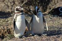Dienas prieks: Pingvīni pastaigai izvēlas saulainu pilsētas ielu