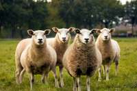 Dienas prieks: Cilvēku prombūtnē aitas izmanto bērnu laukumu