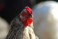 “Nīckrastos” salmonelozes dēļ likvidēs visus putnus