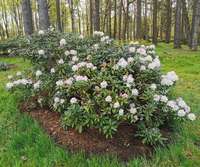 Rododendru dārzam Cīravā ziedoša desmitgade