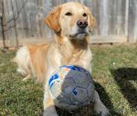 Dienas prieks: Dzīvnieki turpina apgūt sporta spēles