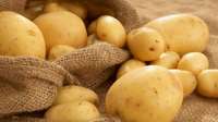 Kartupeļu audzētāji: Šogad raža ir 1,5-5 reizes mazāka nekā vidēji