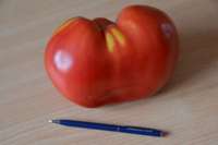 ‘Vērša sirds’ sagādāja īstu pārsteigumu – milzīgu tomātu, kas sver 840 gramus